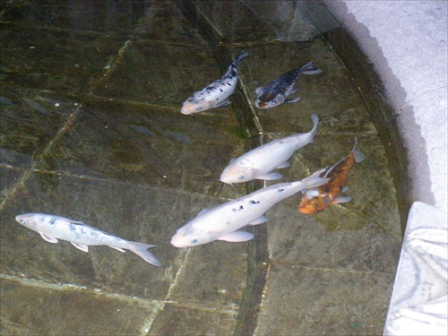 ryby vo fontáne