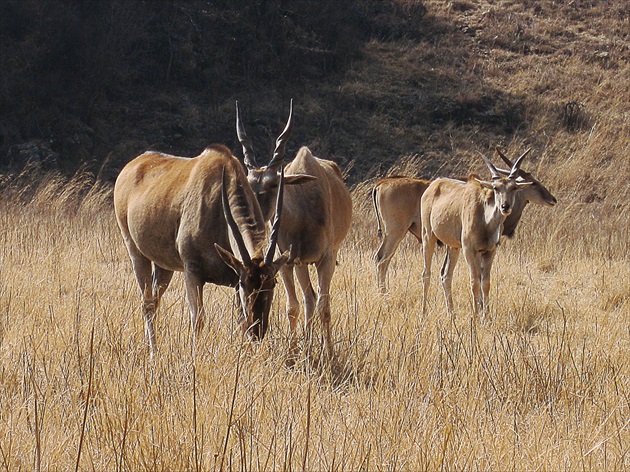 Antilopy Kudu