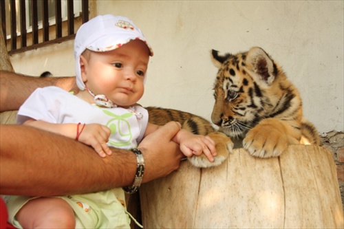 Sebastianko a tigrica