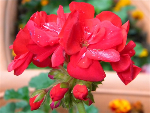 Červená nádhera v kvetináči