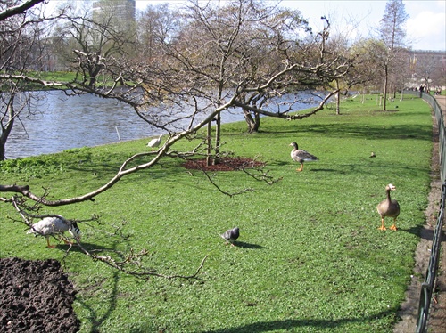 Fauna v Hyde Parku 5