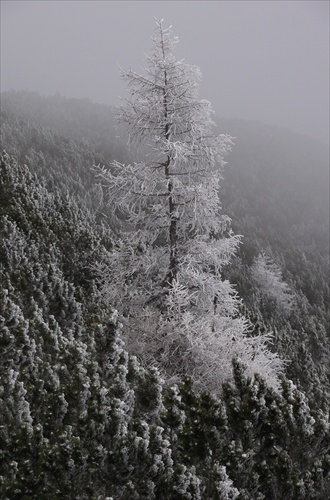 biely strom v kosodrevine