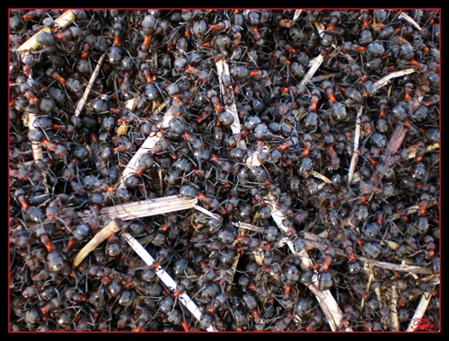 Mravenište