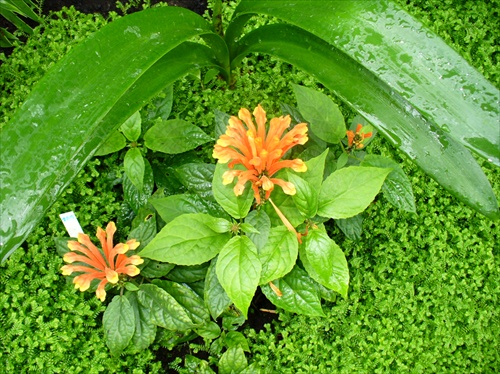 kvety Lednice 2007