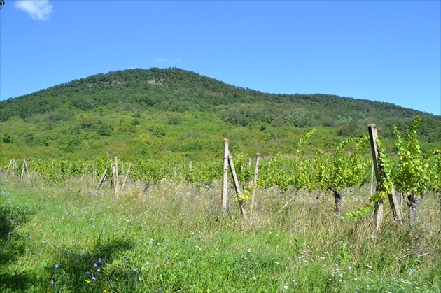 vinohrady na juhu Slovenska
