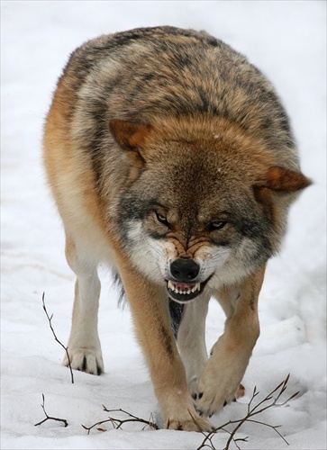 Canis lupus /vlk dravý/