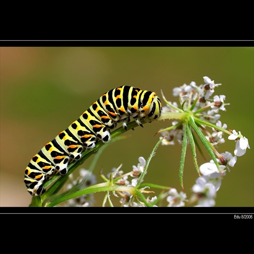 Papilio machaon /vidlochvost feniklový/