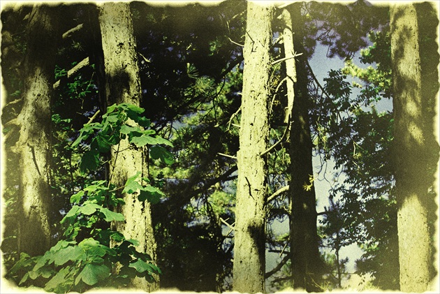 Ticho v lese