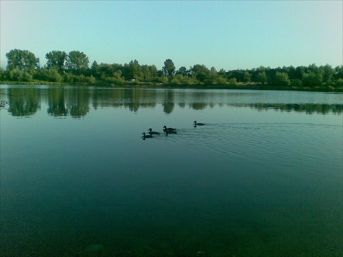 Kačky na jazere