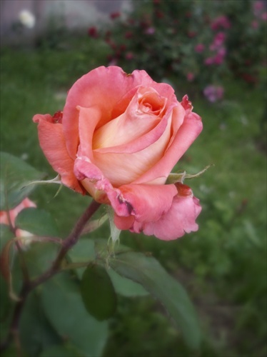 Sídlisková ruža