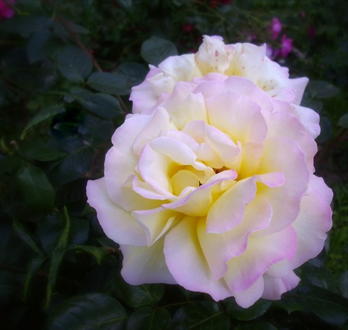 Sídlisková ruža pre Hasiča