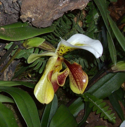 Orchideovo