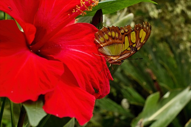 motýl B