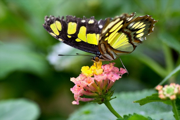 motýľ vraj butterfly