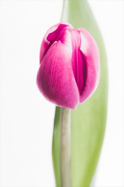 Images High key tulip 2