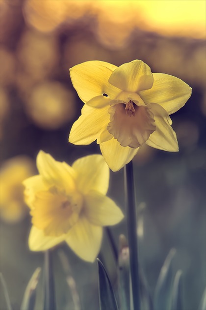 narcis ohlasuje jar