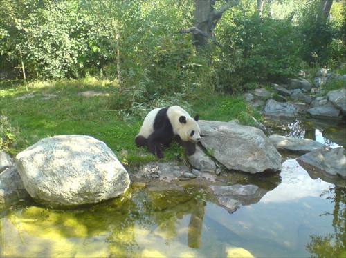 Medvedik panda