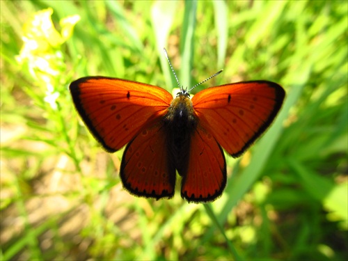 Motýľ v tráve