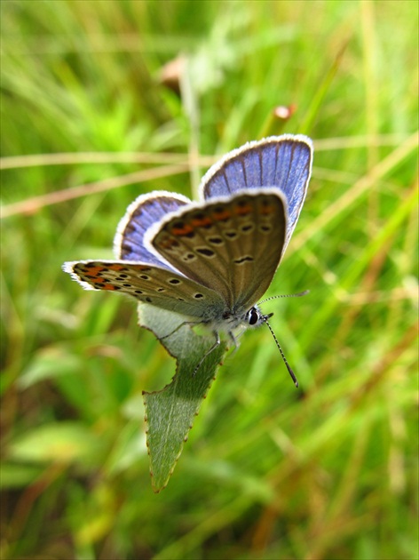 Motýlik v tráve