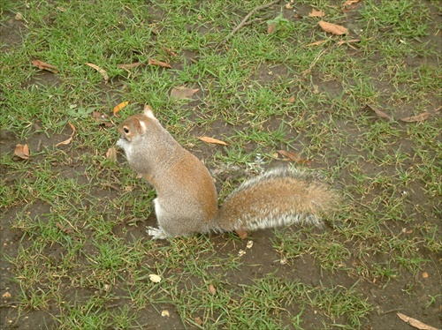 Londýnska veverička