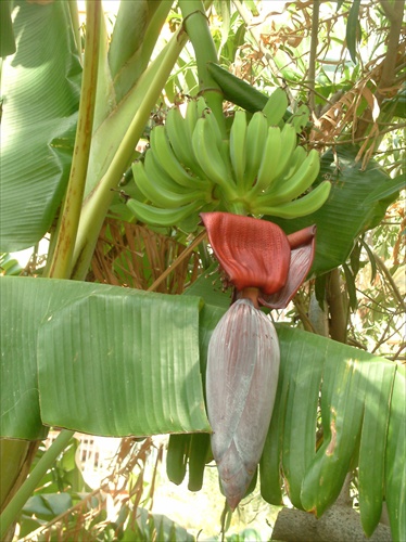 banánový kvet