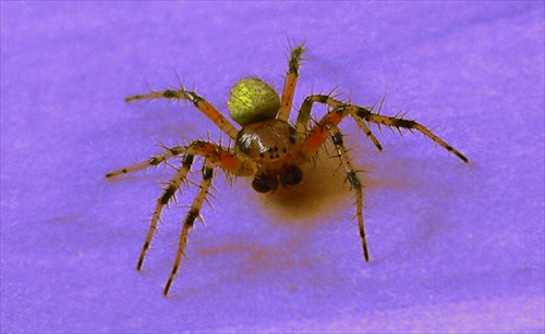 Pavúčik 2
