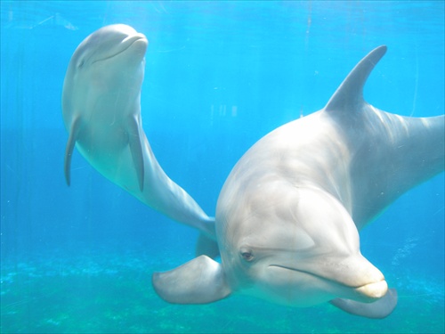 Čaro delfinov