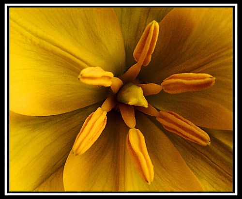Tulipán Saxatilis