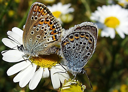 Motýlie duo 2