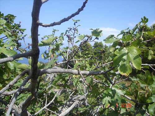 figovník-ovocie Sicílie