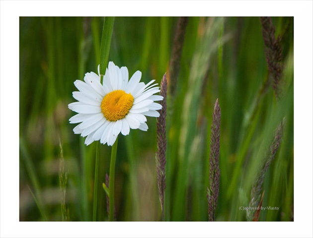 ... biely kvet ...