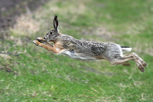 lietajuci zajac