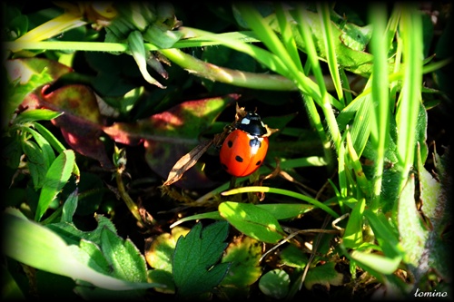 ladybird :)