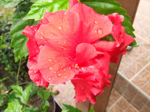 Hibiscus rosa sinensis(Činska ruža)