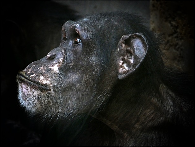 Šimpanzice profil 01