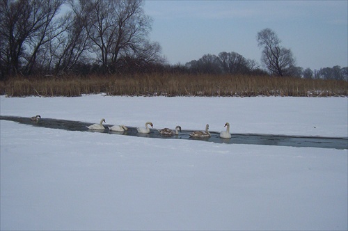 Labute na zamrznutom jazere...