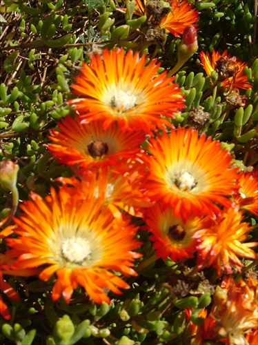 Kirstenbosch, JAR