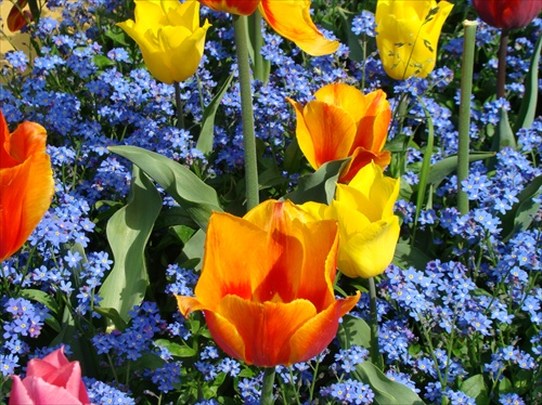 Májové tulipány