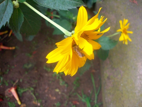 Kvet zahradny