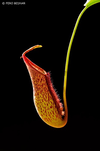 Láčka Nepenthes mixta