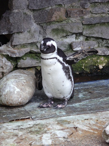 Kývajúci tučniak