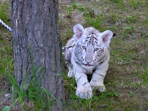 biela tigrica 1