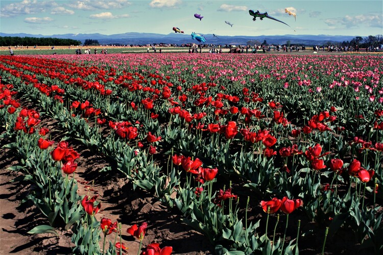 Votrelci na tulipánovej farme... 