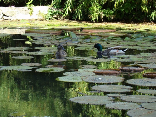 Zaľúbené kačičky na jazierku