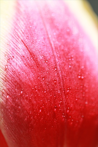 tulipanova kvapka rosy