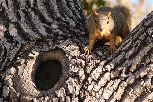 Veverica Coloradska