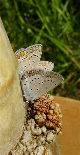 Motýle 2