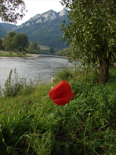 Červený kvet pri Dunajci