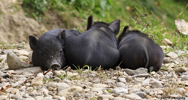 three piglets