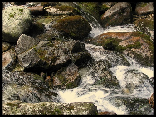 Potok Javorovej doliny